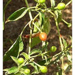 Seeds - Chile Tepin Chiltepin - Chile Mojo