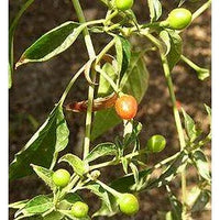 Seeds - Chile Tepin Chiltepin - Chile Mojo