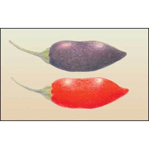 Seeds - Chile Purple Tiger - Chile Mojo