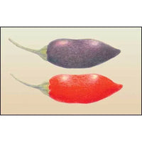 Seeds - Chile Purple Tiger - Chile Mojo