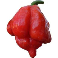 Seeds - Chile Trinidad Scorpion Butch T - Chile Mojo