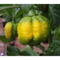 Seeds - Chile Yellow 7 Pot - Chile Mojo