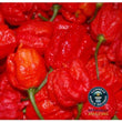Seeds - Chile Carolina Reaper - Chile Mojo