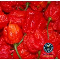 Seeds - Chile Carolina Reaper - Chile Mojo